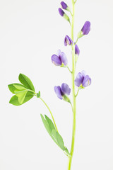 Close up of purple blue flowers of baptisia