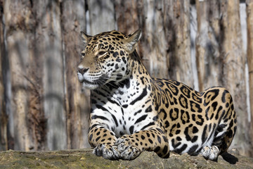 Jaguar, Panthera onca is a huge South American beast