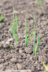 Young onions growing rows