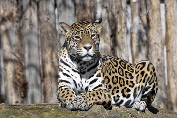 Jaguar Panthera onca resting on the trunk in a typical position