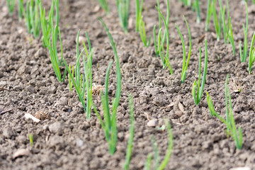 Young onions growing rows