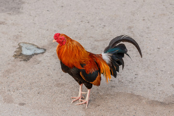  jungle fowl