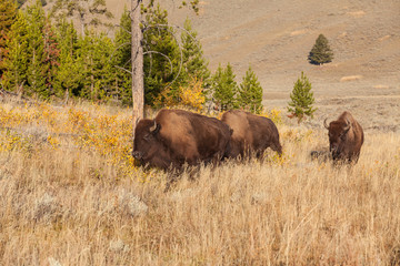 Bison in Meadow