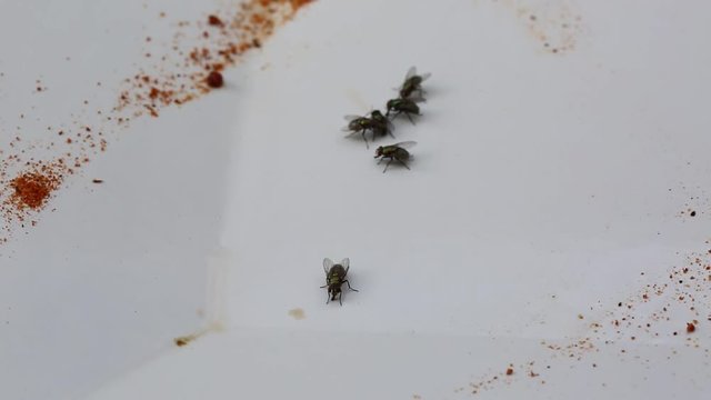 Nasty house flies on a plate after food