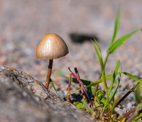 mushroom grows on rocky terrain, side view.