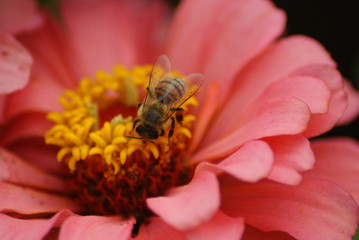 Bee
