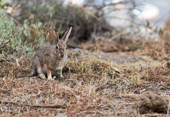 Portrait of a wild grey rabbit. Little hare in the forest running through the grass. 