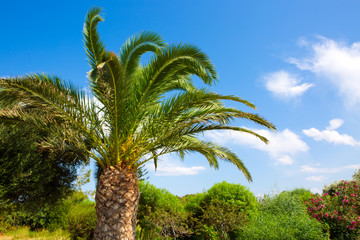 Naklejka premium Palm tree on blue sky .