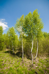 Fototapeta na wymiar beautiful birch forest