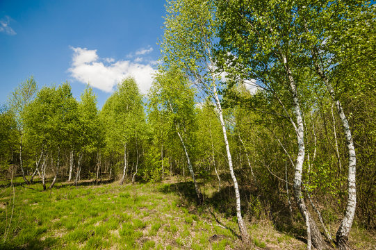 Fototapeta beautiful birch forest