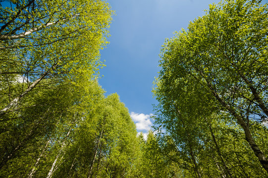 Fototapeta beautiful birch forest