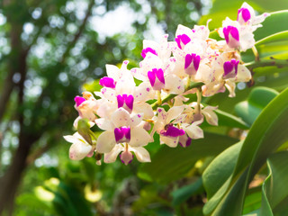 Orchids blooming in the garden