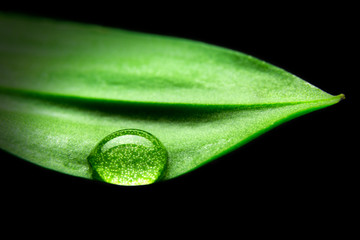 Leaf with water pearl