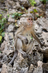 Monkey sitting on a stone