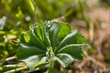 Fototapeta na wymiar Drops of dew on sheet of a green plant