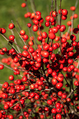 Red Berry Bush