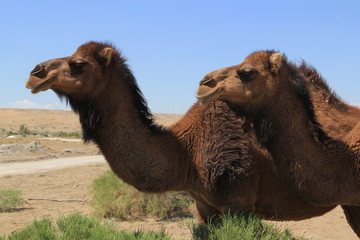 dromadaire du désert de Maranjab, Iran