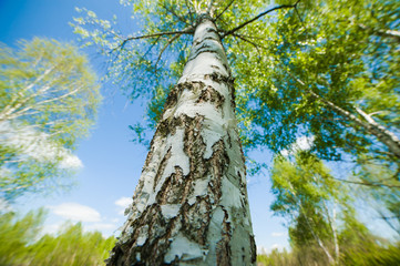 Fototapeta premium beautiful birch forest