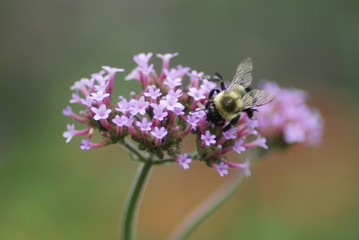 Bee