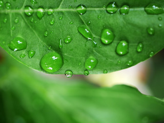 water drop on leaf