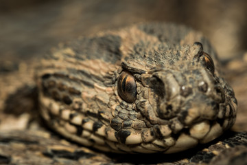 Snake's head