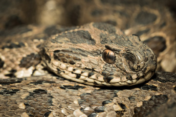 Snake's head