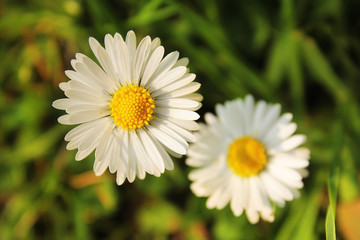 Close up of two wild daises