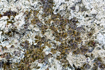 Lichens on stone texture