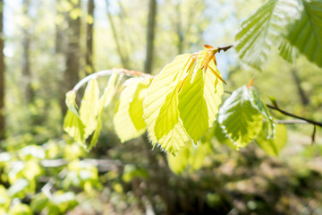 Morgenlicht im Laubwald