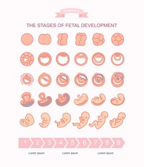 vector illustration stages of fetal development. isolated on white background. Pregnancy. Fetal growth from fertilization to birth, fetus development. Embryo development.