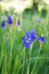 blue iris in the grass