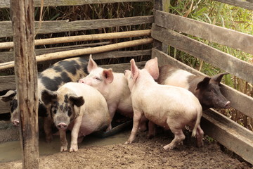 Porcos - Agricultura familiar