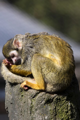 Resting Common squirrel monkey, Saimiri sciureus,