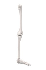 3d renderings of leg bones