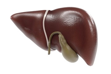 3d renderings of human liver
