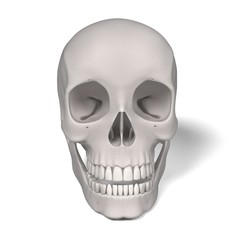 3d renderings of male skull