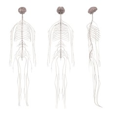 3d renderings of nervous system
