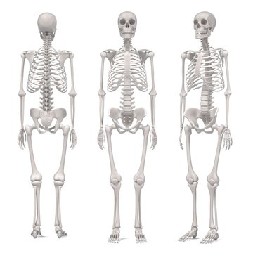 3d renderings of human skeleton