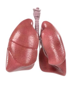 3d renderings of human respiratory system