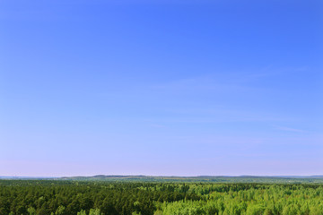 Obraz premium Beautiful green trees of forest and clear blue sky at summer day