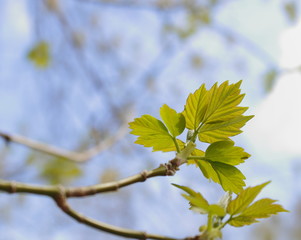 Sycamore leaves emerging in spring