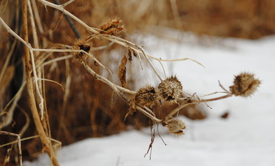 Seed pods in winter