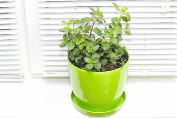 mint plant growing in a pot
