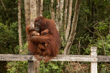 Naklejka premium Orangután con su cría en Borneo.