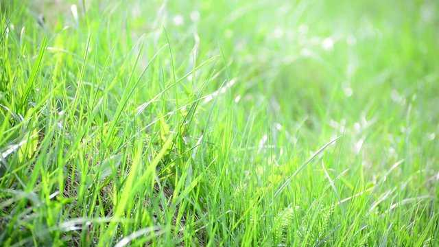 bright spring grass in  wind
