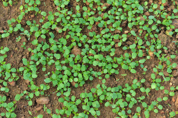 green radish plants in growth at garden