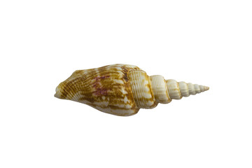 Seashell isolated on white background