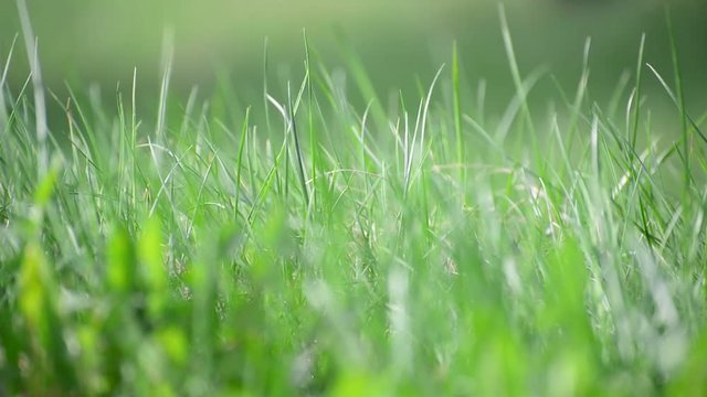 bright spring grass in  wind