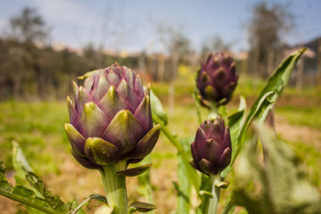 Carciofi