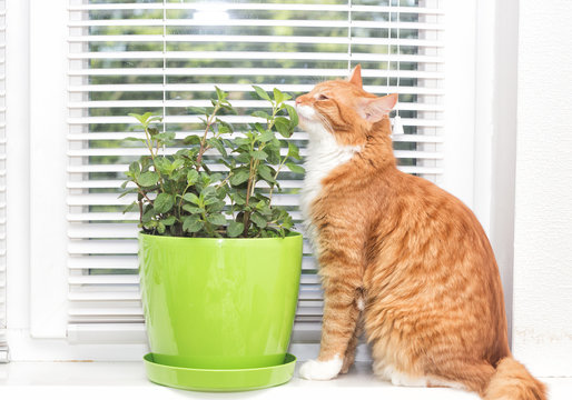 mint plant and cat,